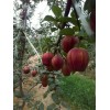 早酥红梨图片、早酥红梨栽植技术、早酥红梨发展前景、早酥红梨苗