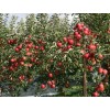 红肉苹果苗价格、红色之爱苗价格、红肉苹果味道、红肉苹果种植技术