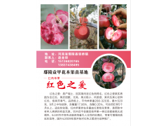 红肉苹果苗价格、红色之爱苗价格、红肉苹果味道、红肉苹果种植技术图1