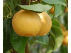 晚秋黄梨苗价格、晚秋黄梨种植技术、晚秋黄梨套袋、晚秋黄梨味道与图片图1
