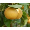 晚秋黄梨苗价格、晚秋黄梨种植技术、晚秋黄梨套袋、晚秋黄梨味道与图片