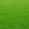 马尼拉草坪图片、马尼拉草坪价格表、江苏马尼拉草坪、上海草坪