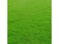 马尼拉草坪图片、马尼拉草坪价格表、江苏马尼拉草坪、上海草坪图1