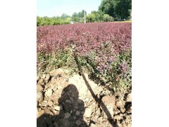 红叶小劈供应量大 新春园林苗圃基地图2