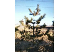 白皮松大量供应 新春园林苗圃基地图2