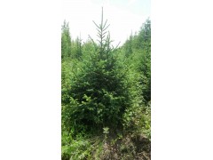 云杉小苗/云杉苗供应 10年生云杉，5年生云杉700多亩图2