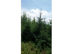 黑龙江云杉@云山量大@云杉小苗供应图2