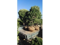 洛阳大叶黄杨/大叶黄杨苗/大叶黄杨球/偃师市大叶黄杨基地图2