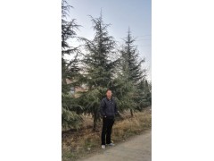 洛阳大叶黄杨基地雪松供应@底利涛15037978569图1