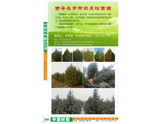蓝田白皮松/白皮松工程用苗图1