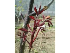 至美红核桃苗、至美红核桃苗价格、至美红核桃苗图片图1