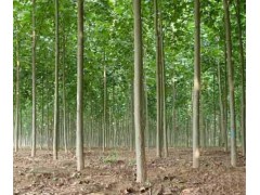 白蜡/白蜡苗木信息/白蜡小苗/@河南冠景园林工程有限公司图2