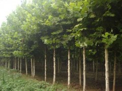 法桐工程苗/法桐供应/河南冠景园林工程有限公司图2