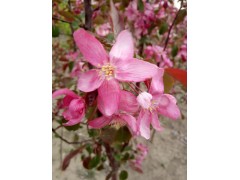 海棠供应/海棠小苗/海棠工程苗 宝林苗木种植专业合作社图2