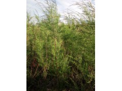 柽柳小苗/盐碱地柽柳供应 宝林苗木种植专业合作社图2