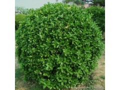 大叶黄杨供应@偃师市大叶黄杨绿篱苗@老王苗圃图2