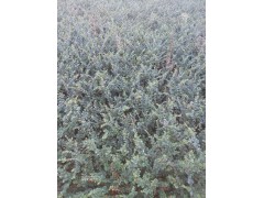 各种花灌木红英/花灌木、宿根花卉、乔木类等绿化苗木图1