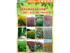 各种花灌木红英/花灌木、宿根花卉、乔木类等绿化苗木图2