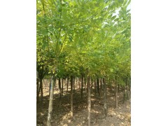 鄢陵栾树/栾树/白蜡供应图2