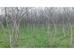 广玉兰供应/丛生紫荆图2
