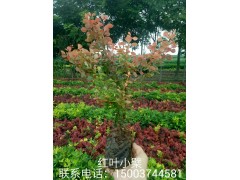 供应红叶小檗/红叶小檗小苗/红叶小檗工程苗/黄杨球@孟兰15003744581图1