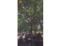 山东滨州白蜡/大白蜡供应 绿林苗木种植合作社图2