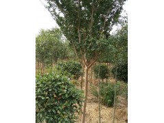 高杆红叶石楠@张银禾13956280369图1