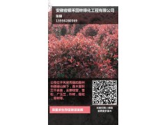 红叶石楠球/红叶石楠球大量供应图1