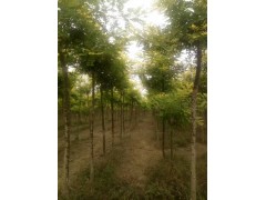 金枝槐工程苗/金枝槐小苗/金叶榆工程苗@霍小涛图2