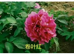 卷叶红牡丹图1