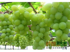 葡萄苗图1