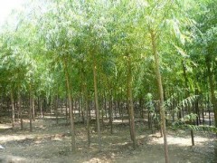 国槐供应/垂柳供应 济宁永畅苗木购销苗木基地图2