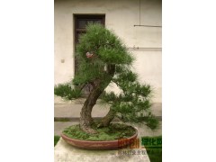 黑松/造型黑松/景观松@鲁南苗木基地@万法洋图1