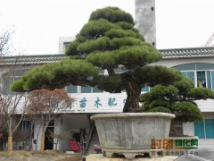 黑松/造型黑松/景观松@鲁南苗木基地@万法洋图2