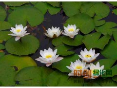 睡莲供应/睡莲种子/莲花图1