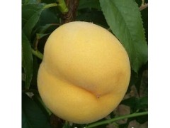 早熟黄金蜜 早熟黄金蜜价格 李丕贵  13884887877图1