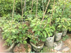 美植袋批发、美植袋价格、美植袋价格图2
