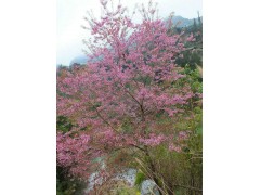 冬樱花图1