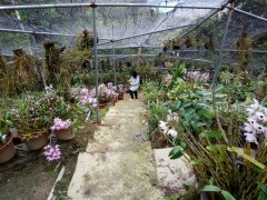 兰科标本园 珍稀木兰科、绿化苗木种子、种苗及兰科植物标本图2