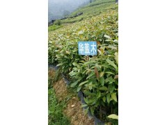 华盖木 常年供应特有珍稀木兰科、绿化苗木种子、种苗及兰科植物标本图2