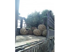 3.5米云杉、云杉价格、云杉 宁夏苗木 荒山绿化苗图2