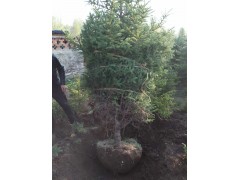 3.5米云杉、云杉价格、云杉 宁夏苗木 荒山绿化苗图3