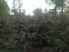云杉 六盘山生辉四季绿化苗木 云杉苗 1-3米云杉价格图2