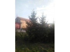 云杉 六盘山生辉四季绿化苗木 云杉苗 1-3米云杉价格图3