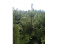 油松 油松杯苗 油松造型树 黄山造林油松 泾源生辉苗木图3