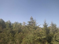 1.5米云杉 生辉四季绿化苗木 云杉小苗 云杉树苗价格图2