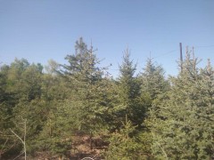 1.5米云杉 生辉四季绿化苗木 云杉小苗 云杉树苗价格图3