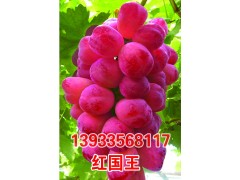 嫁接火焰无核葡萄苗,嫁接克伦生葡萄苗,嫁接酒苗13933568117图1