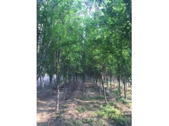 4-8公分龙柱碧桃、青岛平度龙柱碧桃、青岛御树林园艺场 电议大量图2