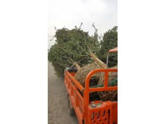 12公分高杆垂丝海棠 温江绿丽园林 高杆海棠 精品海棠树图2